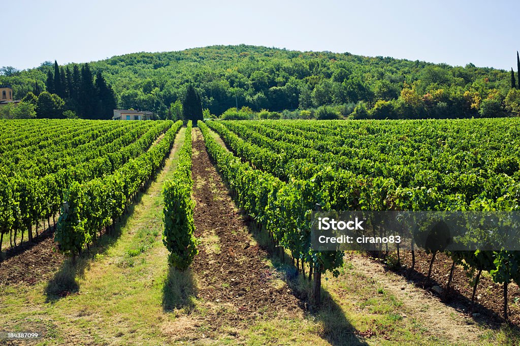 Weingut in der Toskana Hill, Chianti-Region - Lizenzfrei Agrarbetrieb Stock-Foto