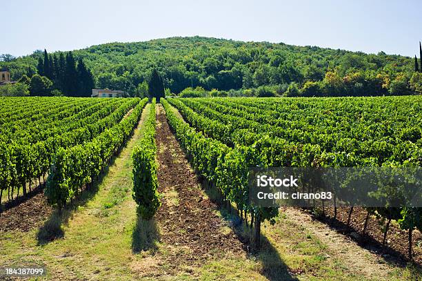 Viñedos De Chianti En La Toscana Hill Región De Foto de stock y más banco de imágenes de Agricultura - Agricultura, Aire libre, Ajardinado