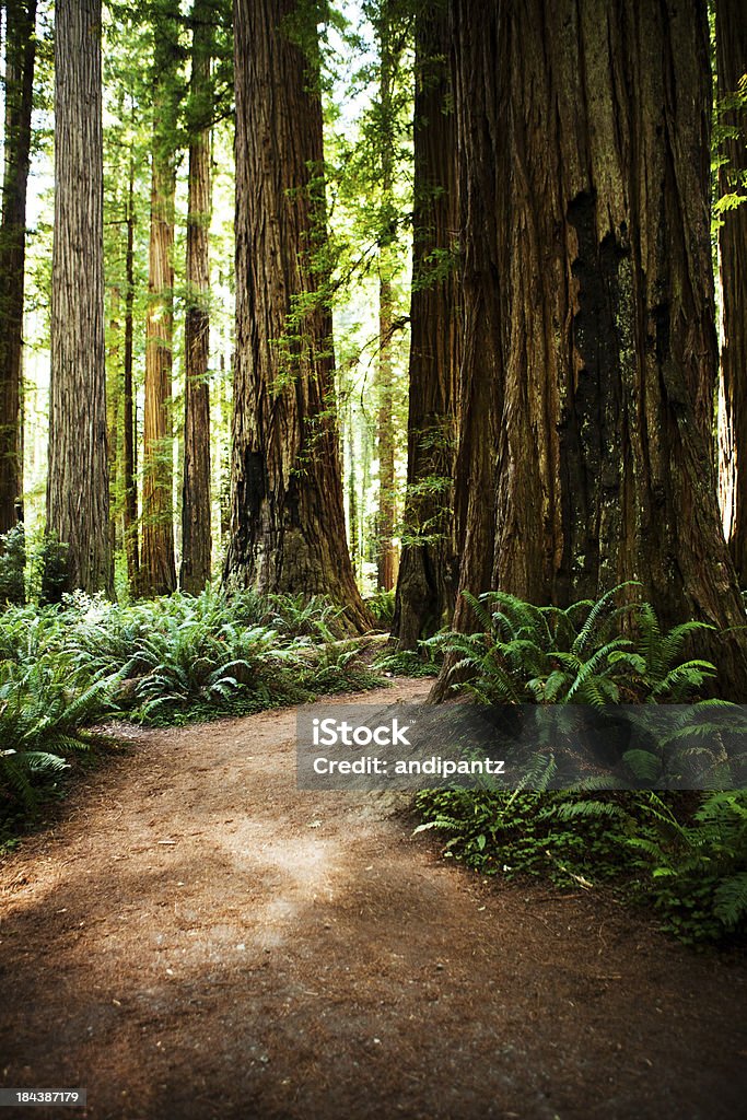 California Foresta di sequoie - Foto stock royalty-free di Albero