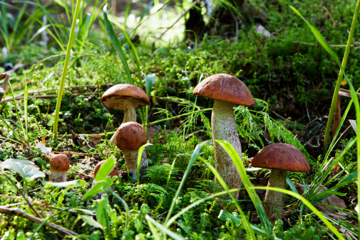 Mushrooms orange-cup bolete in moss