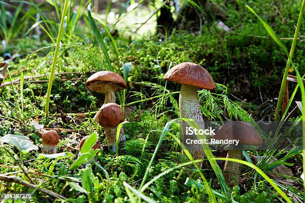 Orange Birch Bolete Stock Photo - Download Image Now - Porcini Mushroom, Forest, Autumn