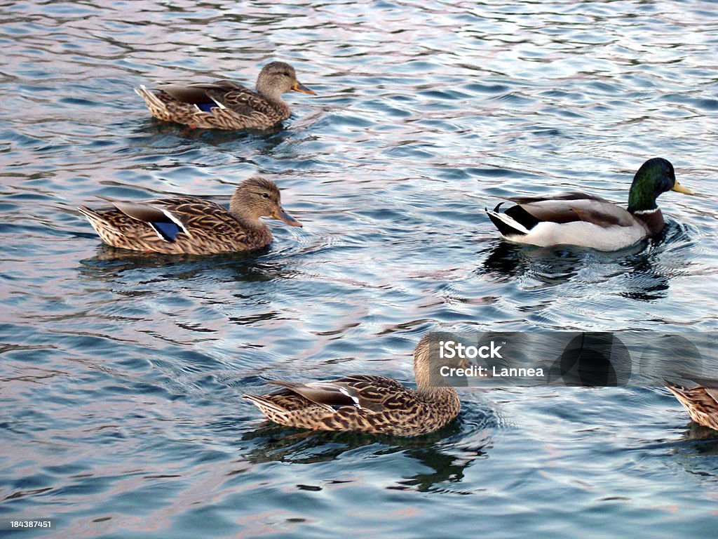 Um Drake seguido de quatro mulheres Mallards em água - Royalty-free Animal Foto de stock