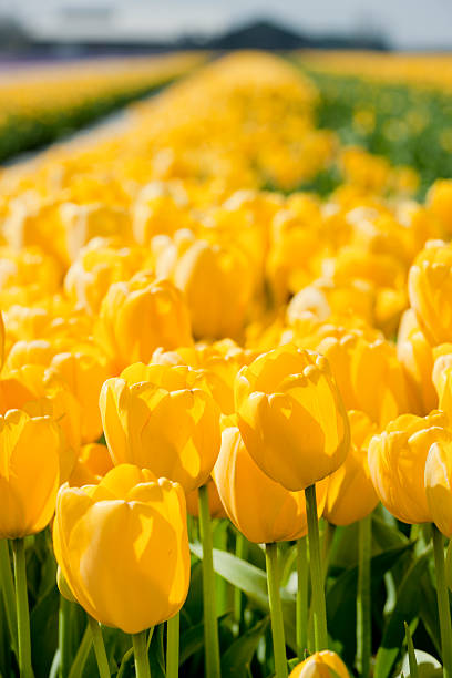 istock yellow tulips in flower bed 184387499