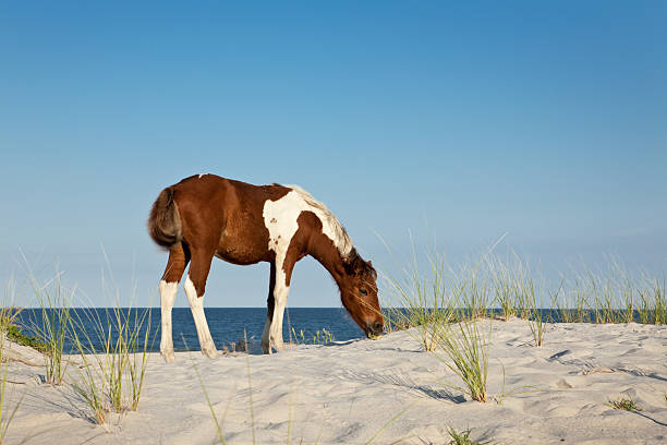 istock Assateague Island Beach Pony 184387545