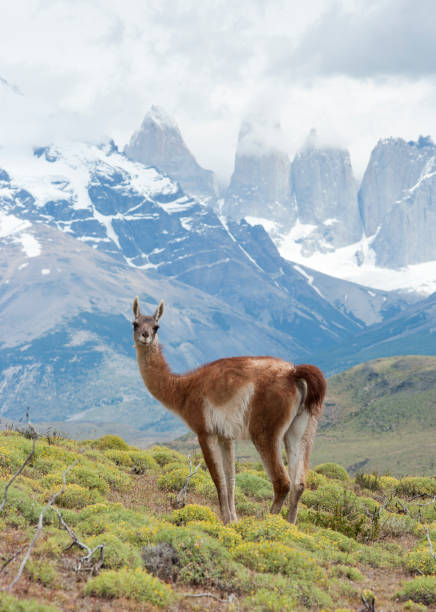 istock Torres del Paine and guanaco 184387683