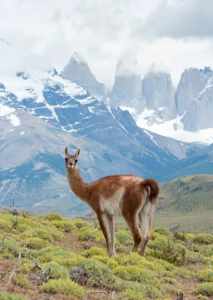 "Guanaco in front of the Torres del Paine (Patagonia, Chile)"