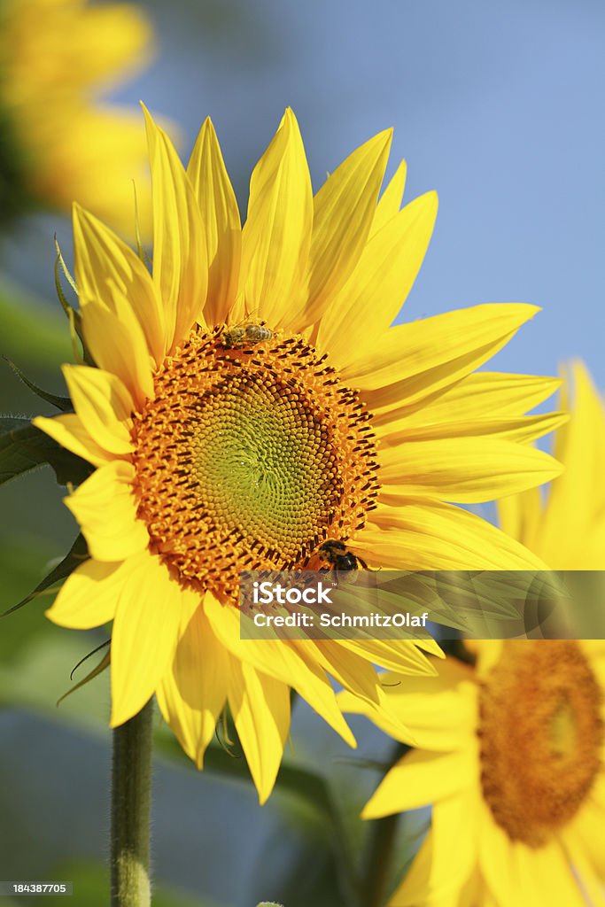 girasole giallo - Foto stock royalty-free di Ambientazione esterna