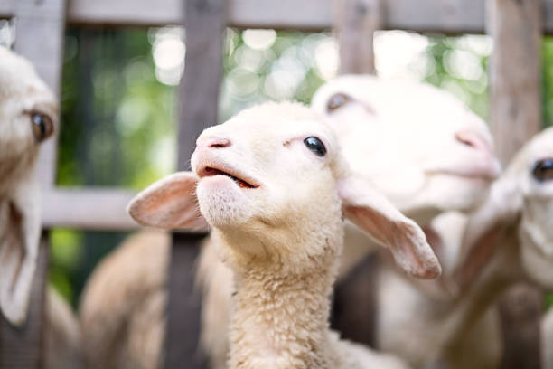 istock Cute little lamb portrait. 1843877207