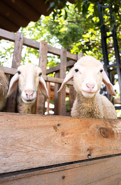 istock Cute funny little lamb at farm. 1843877405