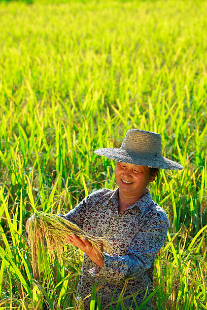 Some female farmers are harvesting vegetables in the vegetable fields