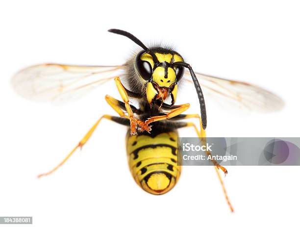 Flying Wasp Stock Photo - Download Image Now - Animal, Animal Body Part, Animal Wing