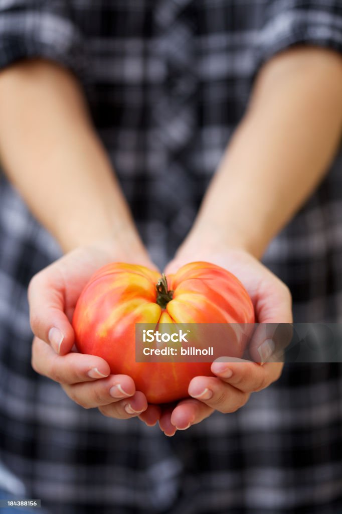 Amplio tomate heirloom en manos de mujer joven - Foto de stock de A cuadros libre de derechos