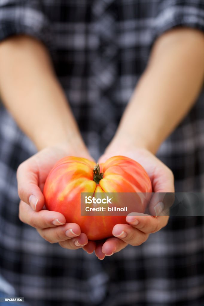 Grande tomate heirloom em Jovem mulher de mãos - Foto de stock de Adulto royalty-free