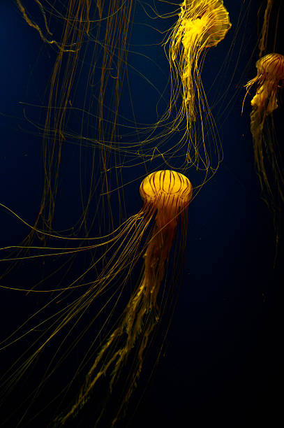 geleia de peixe - box jellyfish - fotografias e filmes do acervo