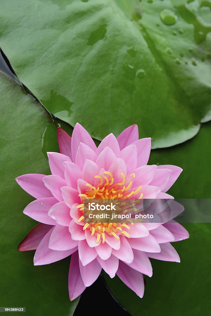 Lotus " - Lizenzfrei Blatt - Pflanzenbestandteile Stock-Foto