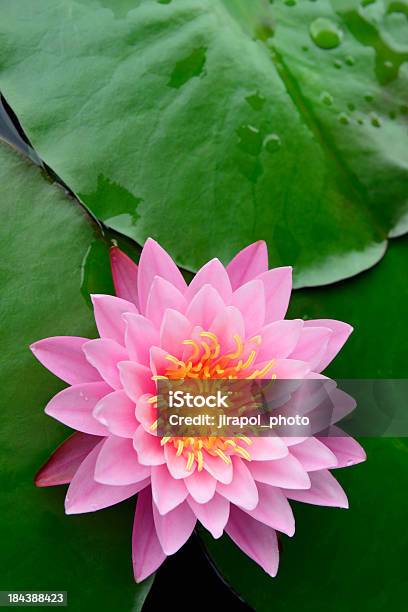 Lotus Stockfoto und mehr Bilder von Blatt - Pflanzenbestandteile - Blatt - Pflanzenbestandteile, Blume, Blüte