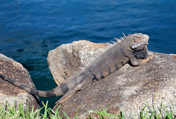 istock Iguana basking on rocks, Oranjestad, Aruba 184388441