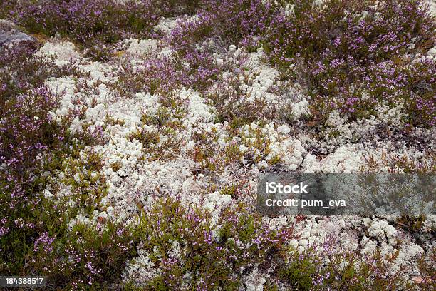 Besenheide Und Echte Rentierflechte - Fotografie stock e altre immagini di Composizione orizzontale - Composizione orizzontale, Erica, Fotografia - Immagine