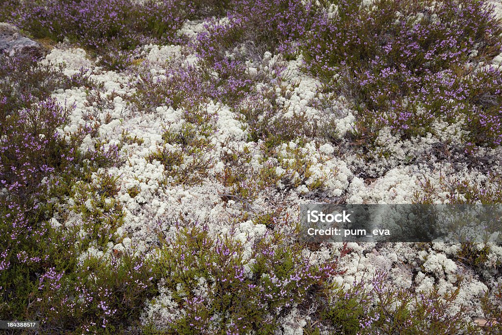 Besenheide und Echte Rentierflechte - Royalty-free Escandinávia Foto de stock