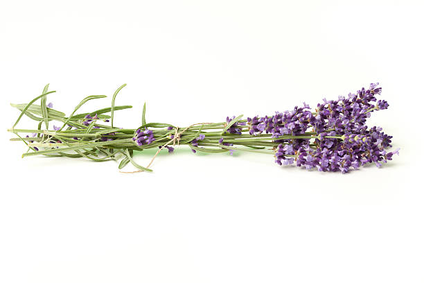 Lavender bunch stock photo