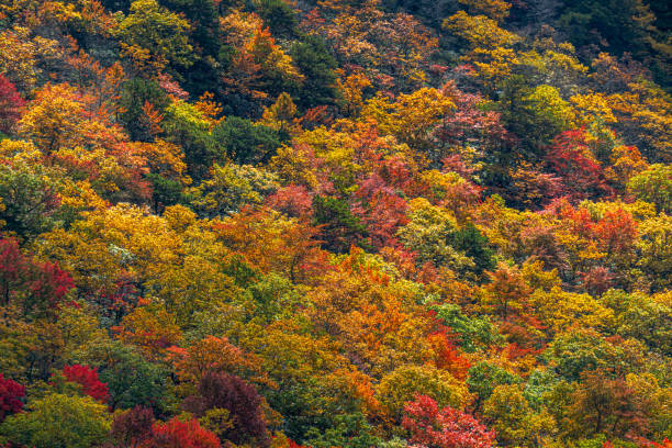 istock autumn colors in the forest 1843886133