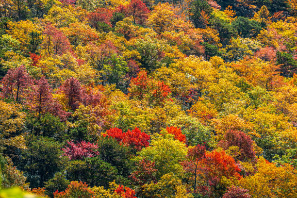 istock autumn colors in the forest 1843886139