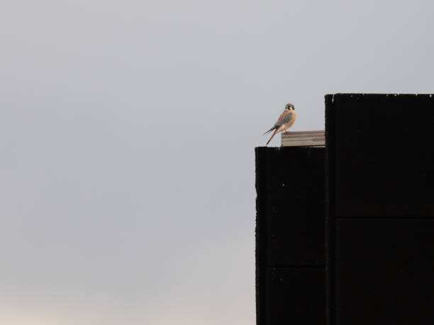 istock Male adult american kestrel perched 1843886165