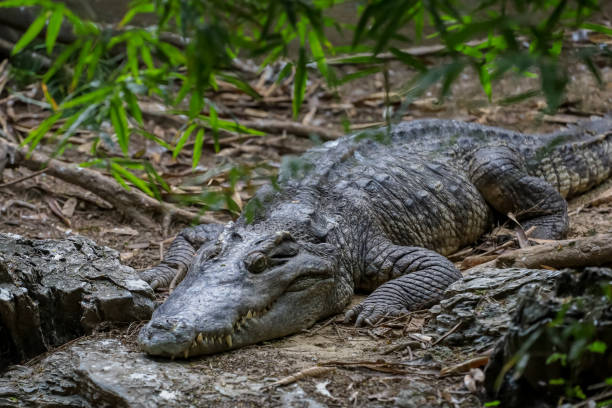 istock Close up  the crocodile near canal 1843886179