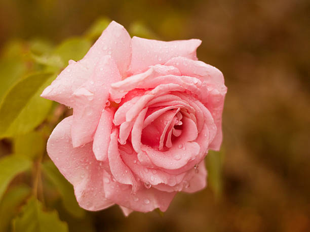 istock Pink Rose after the Rain 184388629