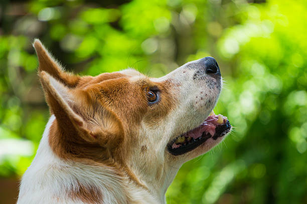 istock happy dog lookin for something 184391293