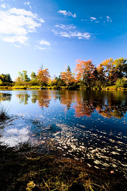 istock Autumn in Maine 184391531