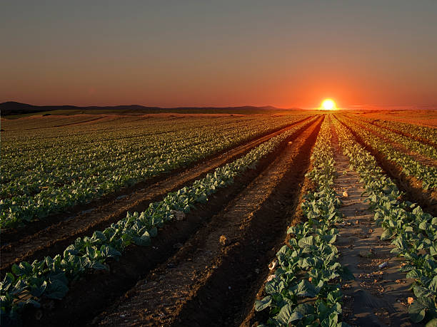 Sunset Sunset over a cultivated field murcia province stock pictures, royalty-free photos & images