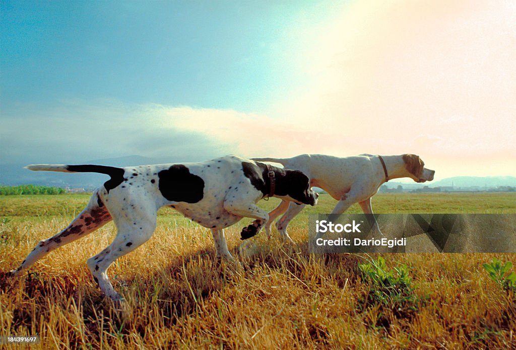 Due cani puntatore in un prato con cielo sullo sfondo - Foto stock royalty-free di Cane da caccia