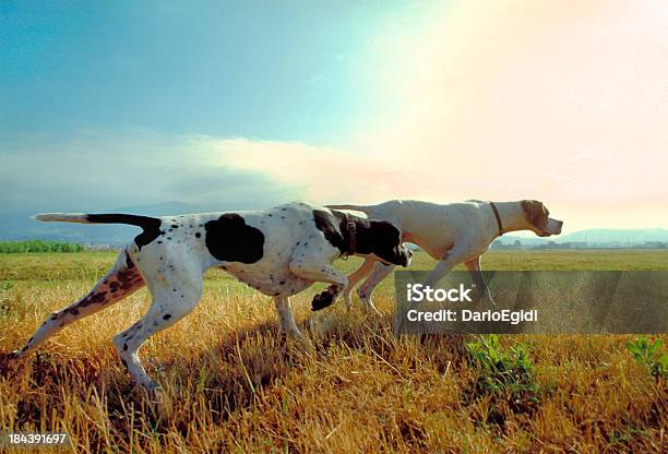 Due Cani Puntatore In Un Prato Con Cielo Sullo Sfondo - Fotografie stock e altre immagini di Cane da caccia