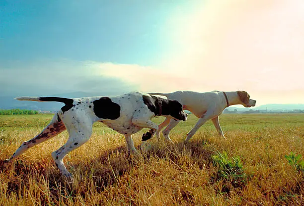 Photo of Two pointer dogs in a meadow with sky on background