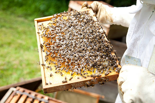 istock protecting a bee hive against the varroa mite disease 184391860