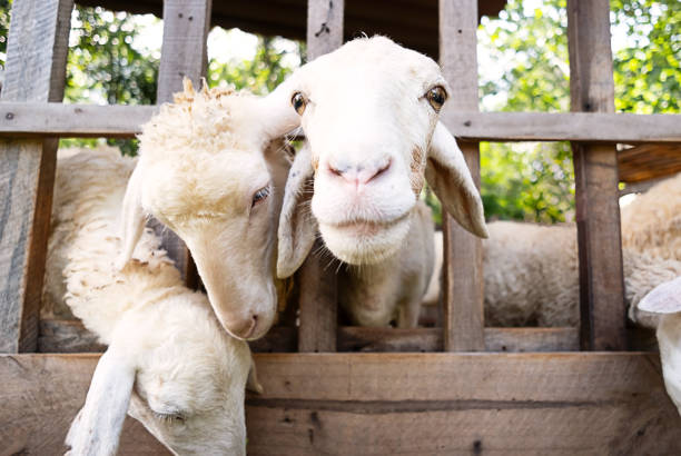 istock Amusing sheep portrait. Domestic animals at farm. 1843920300