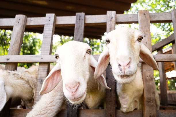 istock Sheep on farm. Animal portrait. 1843920303