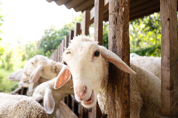 istock Sheep on farm. Animal portrait. 1843920312