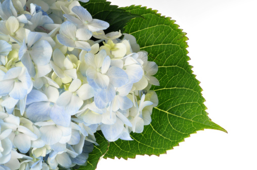 Blue hydrangea and leaf on white. For more flowers (click