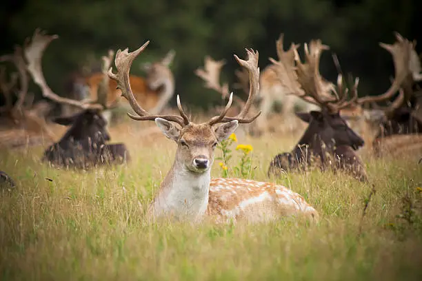 Fallow stag deer resting in long grass