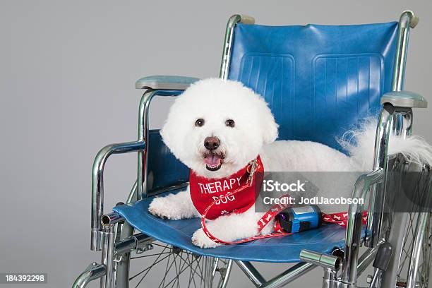 Ładny Bischon Leczenia Psa - zdjęcia stockowe i więcej obrazów Pies terapeuta - Pies terapeuta, Część ciała zwierzęcia, Fajny