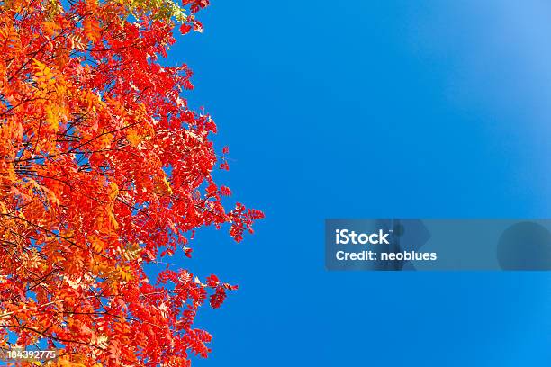 Fall Trees Stock Photo - Download Image Now - Autumn, Beauty In Nature, Blue