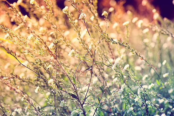 istock Wildflowers in meadow during sunrise 184392781