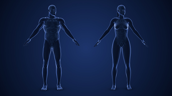 The endocrine system is a complex network of glands and organs that produce and release hormones, which are chemical messengers that regulate various physiological processes in the body. In both men and women, the endocrine system plays a crucial role in maintaining homeostasis, influencing growth and development, metabolism, mood, and reproductive functions.
