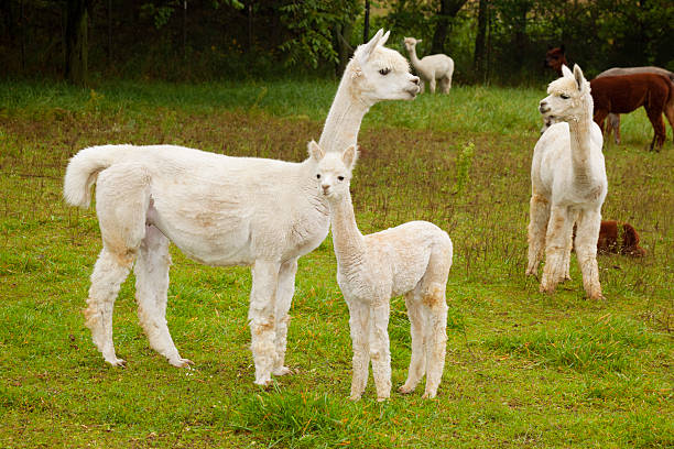 istock Mother Alpaca Watching Over Baby 184393147