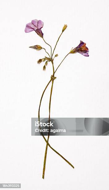 Dried Blumen Stockfoto und mehr Bilder von Blume - Blume, Flach, Vertrocknet