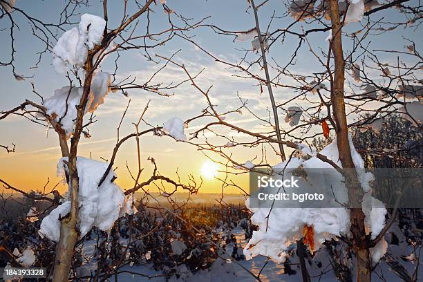 Warmer Winter Sun Stockfoto und mehr Bilder von Abenddämmerung - Abenddämmerung, Ast - Pflanzenbestandteil, Baum