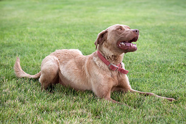 Chesapeake Bay Retriever Dog on Grass