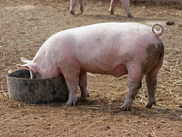 свинья - pig barrel pork farm стоковые фото и изображения